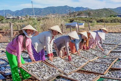 ベトナムの天日干し 中部地域の伝統保存技術